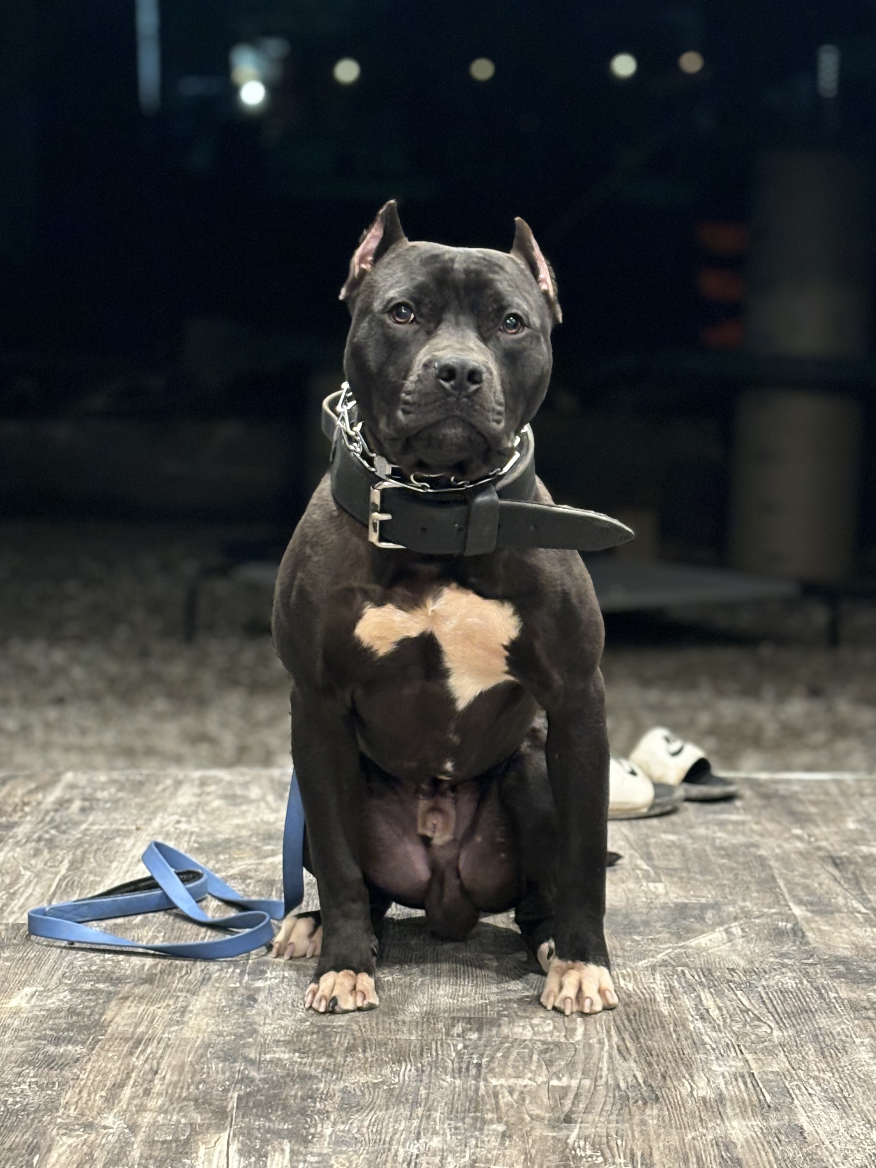 Personal Protection Dogs for Sale Canada